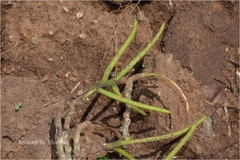 Luisia zeylanica
